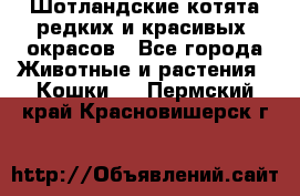 Шотландские котята редких и красивых  окрасов - Все города Животные и растения » Кошки   . Пермский край,Красновишерск г.